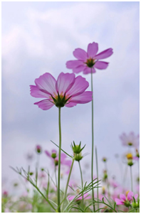 春分：季节的转折点与生机勃勃的开始